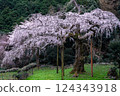 Weeping cherry blossoms at Chokozan Shotaiji Temple 124343918