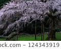 Weeping cherry blossoms at Chokozan Shotaiji Temple 124343919