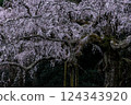 Weeping cherry blossoms at Chokozan Shotaiji Temple 124343920