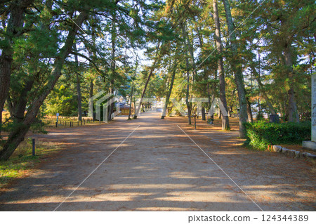 Amanohashidate pine forest in the direction of Kaisenkyo Bridge Amanohashidate pine forest in the direction of Kaisenkyo Bridge 124344389