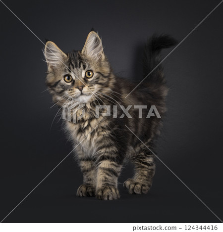 Maine Coon cat kitten on black background Maine Coon cat kitten on black background 124344416