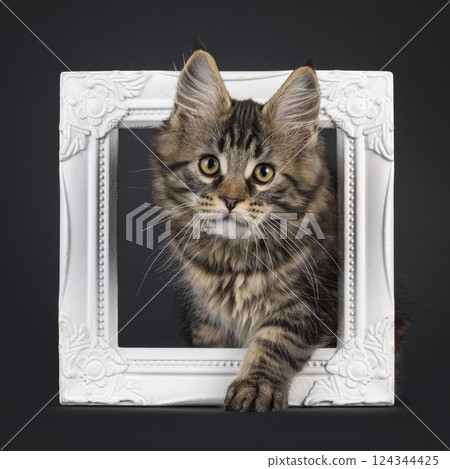 Maine Coon cat kitten on black background Maine Coon cat kitten on black background 124344425