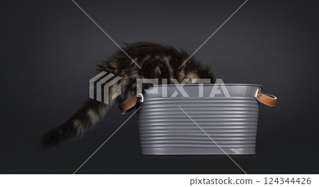 Maine Coon cat kitten on black background Maine Coon cat kitten on black background 124344426
