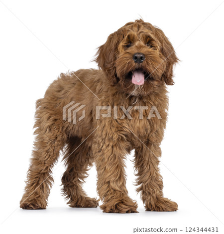 Friendly dog on white background 124344431