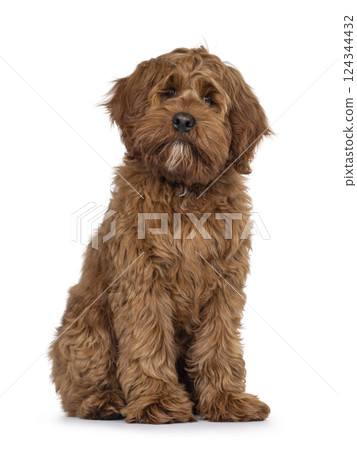 Friendly dog on white background 124344432