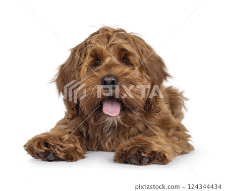 Friendly dog on white background 124344434