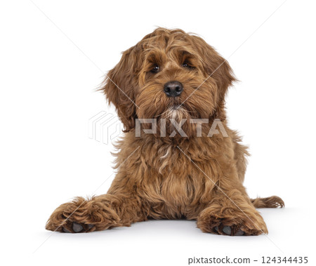 Friendly dog on white background 124344435