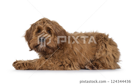 Friendly dog on white background 124344436