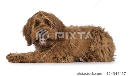 Friendly dog on white background 124344437