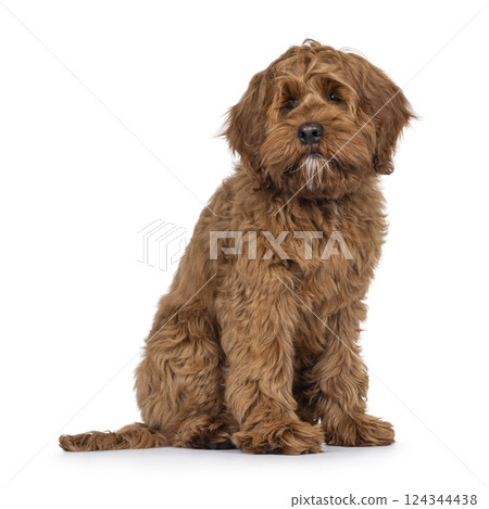 Friendly dog on white background 124344438