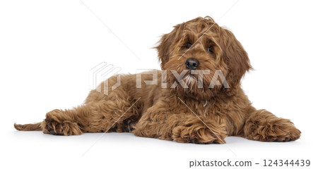 Friendly dog on white background 124344439