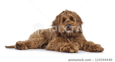 Friendly dog on white background 124344440