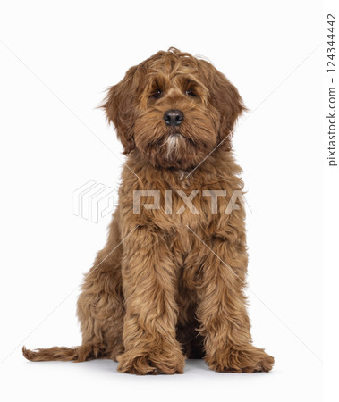 Friendly dog on white background 124344442