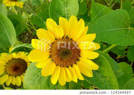 Field of sunflowers with the bright sunlight. Sunflower photos on the rear. Sunflowers are the flowers like sunny 124344487