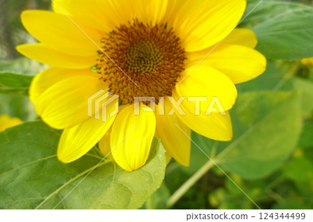 Field of sunflowers with the bright sunlight. Sunflower photos on the rear. Sunflowers are the flowers like sunny Field of sunflowers with the bright sunlight. Sunflower photos on the rear. Sunflowers are the flowers like sunny 124344499