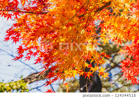 秋日藍天與五彩斑斕的樹葉（靜岡縣） 124344518