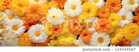 Carpet of small flowers yellow marigold in sunny day 124344567