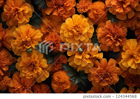 Carpet of small flowers yellow marigold in sunny day 124344568