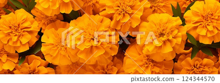 Carpet of small flowers yellow marigold in sunny day 124344570