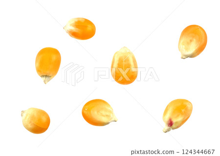 Macro shot sweet corn seed isolated on white background. Sweet corn grain texture. Fresh yellow corn close up Macro shot sweet corn seed isolated on white background. Sweet corn grain texture. Fresh yellow corn close up 124344667