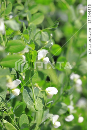 Pea flowers and fruits 124344856