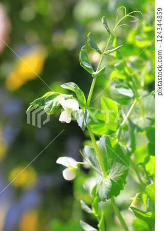 豌豆花和果實 豌豆花和果實 124344859