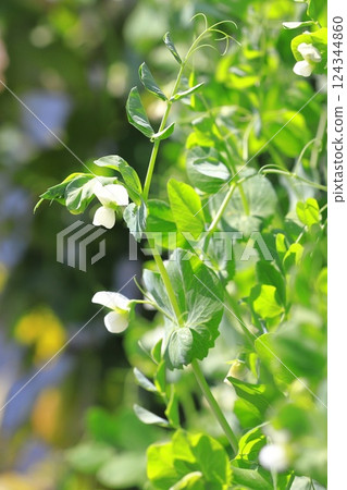 Pea flowers and fruits Pea flowers and fruits 124344860