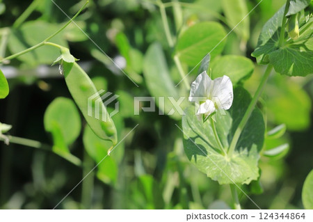 Pea flowers and fruits 124344864