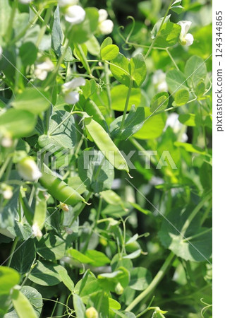 Pea flowers and fruits Pea flowers and fruits 124344865