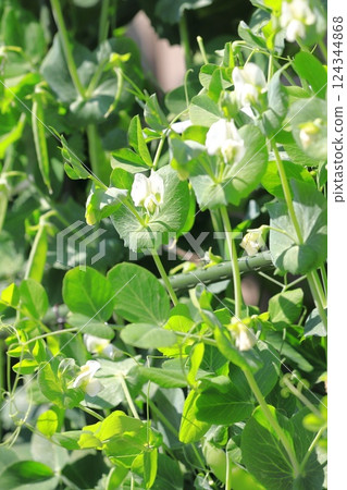 豌豆花和果實 124344868
