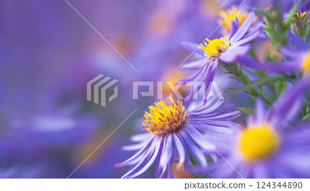 Blue chrysanthemums. Background for a beautiful postcard. Autumn flowers in the garden. Blurred image. selective focus 124344890