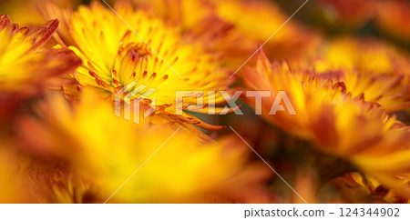 Fresh bright chrysanthemums. Japanese, Korean style. Background for a beautiful postcard. Autumn flowers in the garden. Blooming fire chrysanthemums. Blurred image Fresh bright chrysanthemums. Japanese, Korean style. Background for a beautiful postcard. Autumn flowers in the garden. Blooming fire chrysanthemums. Blurred image 124344902