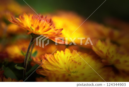 Fresh bright chrysanthemums. Japanese, Korean style. Background for a beautiful postcard. Autumn flowers in the garden. Blooming fire chrysanthemums. Blurred image. selective focus 124344903