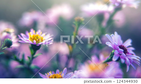 Blue chrysanthemums. Background for a beautiful postcard. Autumn flowers in the garden. Blurred image. selective focus 124344930