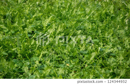 Background of green grass with blurry top and bottom, sharpness in the center of the frame. selective focus 124344932