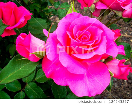 深粉色玫瑰 深粉色玫瑰 124345257