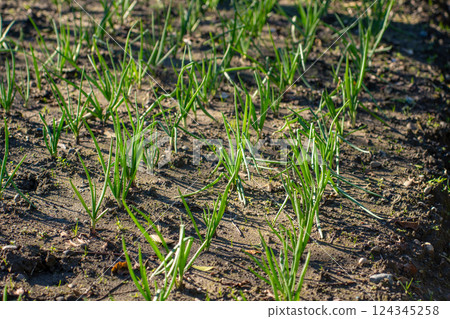 green onions growing in the garden, vegetable green onions growing in the garden, vegetable 124345258