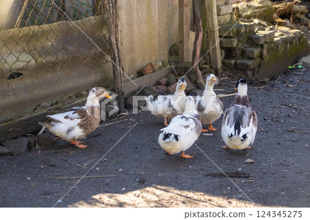 Domestic ducks - white birds in the yard Domestic ducks - white birds in the yard 124345275