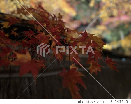 Autumn leaves light up at night Autumn leaves light up at night 124345343