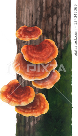 Realistic watercolor Reishi mushrooms growing on a mossy tree trunk, isolated on a white background Realistic watercolor Reishi mushrooms growing on a mossy tree trunk, isolated on a white background 124345369