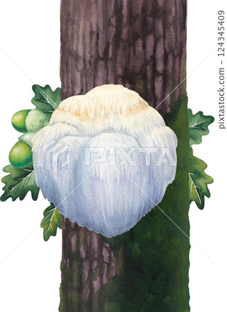 Watercolor Lion's Mane mushroom growing on a mossy tree trunk. Hand-painted design isolated on a white background 124345409
