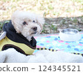 風中的玩具貴賓犬 124345521