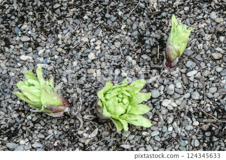 在北部地區岩手縣盛岡市，白屈菜的花蕾從漫長的冬天中甦醒過來。 124345633