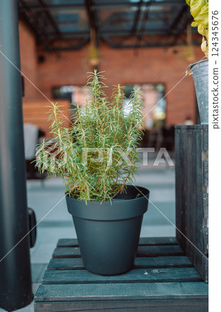 Potted Rosemary Plant on Wooden Table in Cozy Cafe Potted Rosemary Plant on Wooden Table in Cozy Cafe 124345676