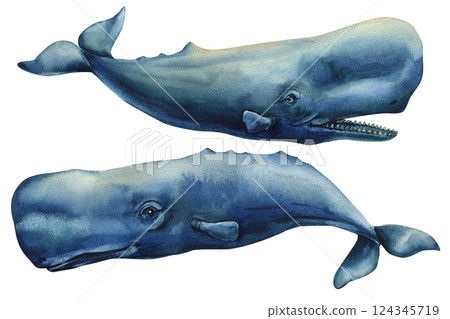 Watercolor illustration of two blue sperm whales swimming underwater, isolated marine wildlife art, ocean life design 124345719
