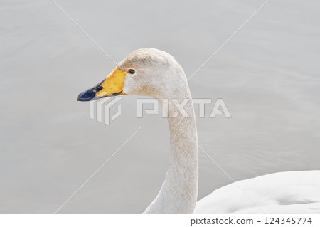 Swan visiting in spring in Hokkaido 124345774