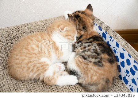 兩隻蘇格蘭折耳貓在抓板上睡覺 124345839
