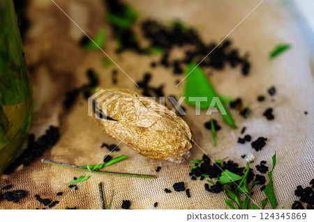 Dried Silkworm Cocoon Isolated on a White Background, Showcasing Its Unique Texture and Color Dried Silkworm Cocoon Isolated on a White Background, Showcasing Its Unique Texture and Color 124345869