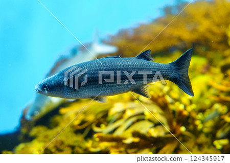 Closeup of a small fish swimming in a blue-green water tank with brown seaweed at the bottom. 124345917