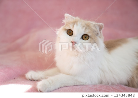 Pink back and Scottish fold Pink back and Scottish fold 124345948